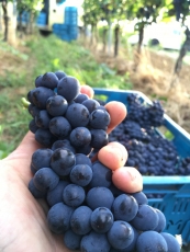 WEINLESE 2026 vermutlich ab 31. August - Wer will dabei sein? Wir suchen Helfer.