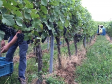 WEINLESE 2026 vermutlich ab 31. August - Wer will dabei sein? Wir suchen Helfer.
