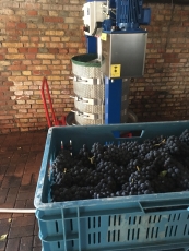 WEINLESE 2026 vermutlich ab 31. August - Wer will dabei sein? Wir suchen Helfer.