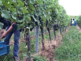 WEINLESE 2026 vermutlich ab 31. August - Wer will dabei sein? Wir suchen Helfer.