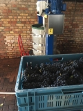 WEINLESE 2026 vermutlich ab 31. August - Wer will dabei sein? Wir suchen Helfer.